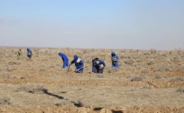 Özbekistan’da Aral Gölü’nün kuruyan kısmı ağaçlandırılıyor