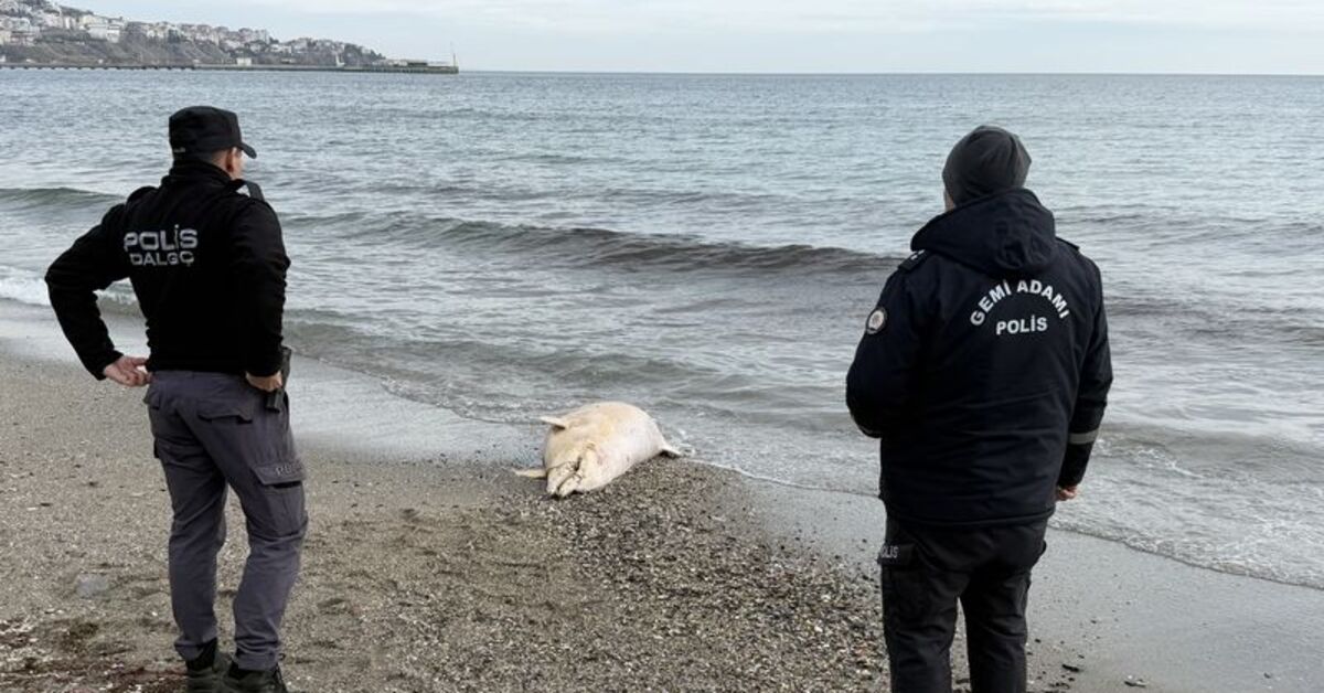 Tekirdağ’da ölü yunus kıyıya vurdu